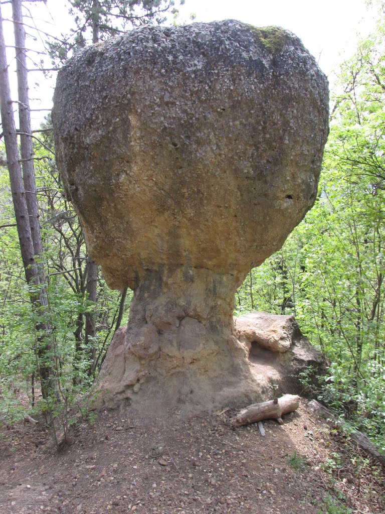  piliscsabai kőgomba)